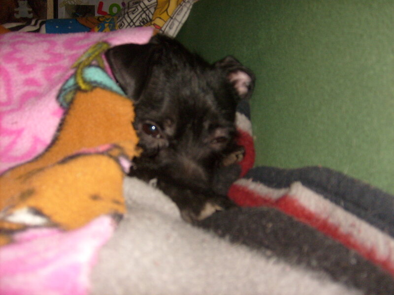 black puppy under blanket