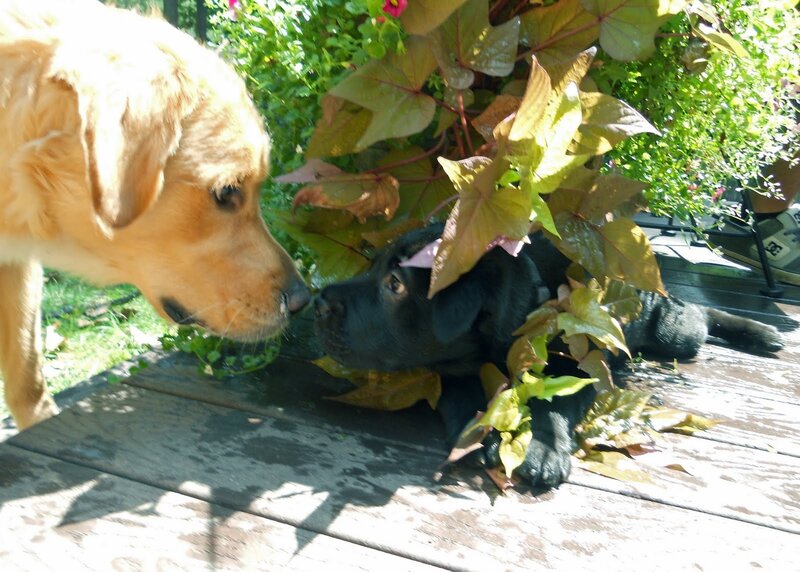 Black Puppy under Leaves