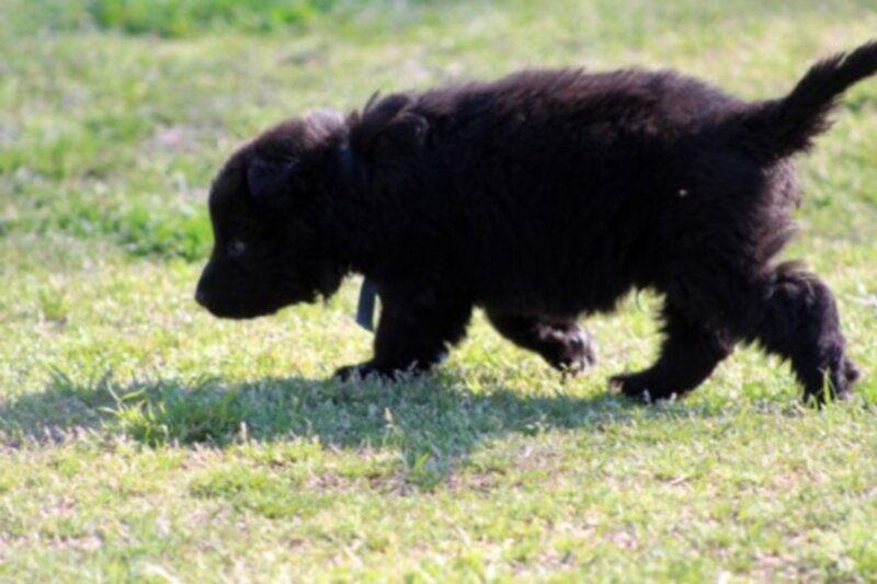 Black Puppy Walking