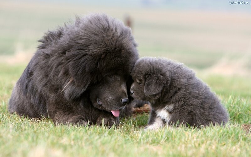 Black Puppy with Adult Dog