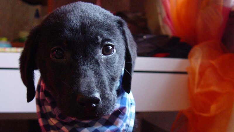 black puppy with bandana