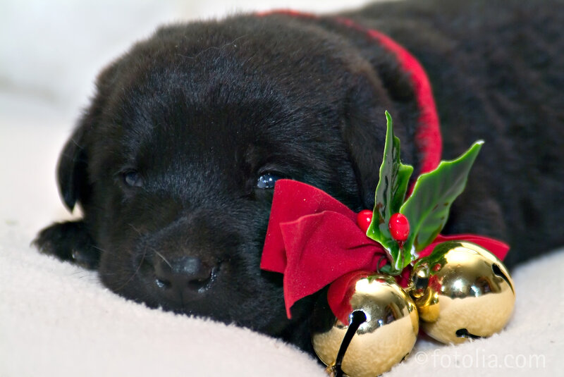 Black Puppy with Bells