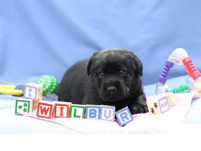 Black Puppy with Blocks