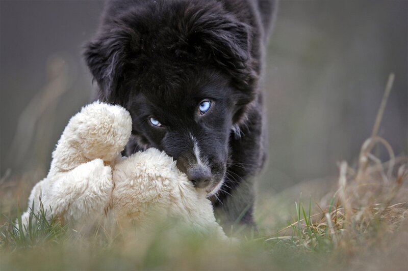 Black Puppy with Blue Eyes — Calm
