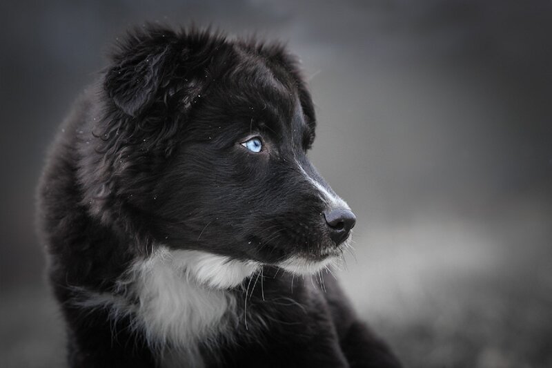 Black Puppy with Blue Eyes — Serious