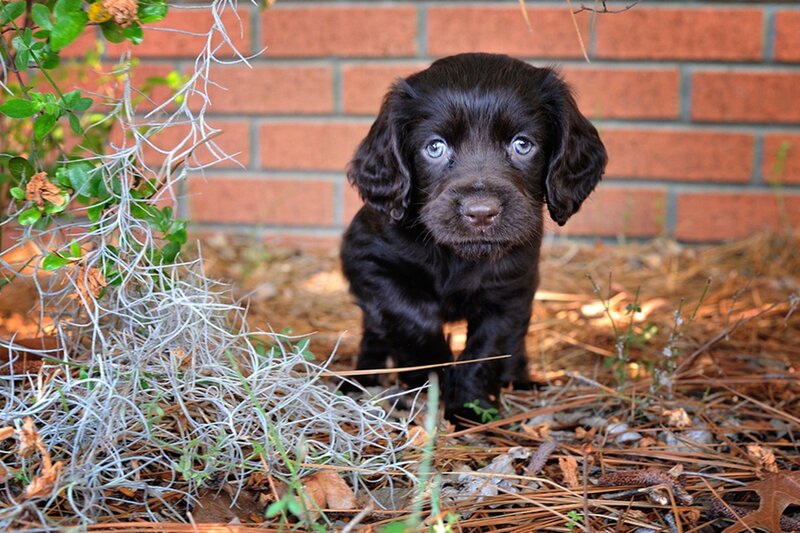 Black Puppy with Blue Eyes