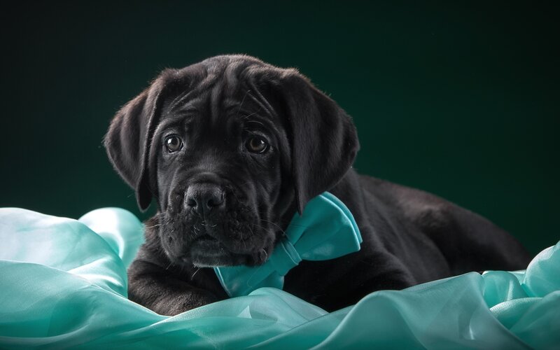 Black Puppy with Bowtie — Calm