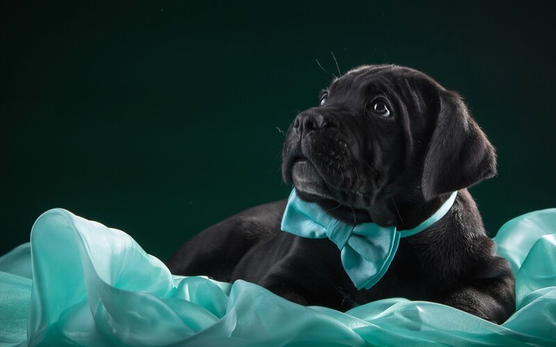 Black Puppy with Bowtie