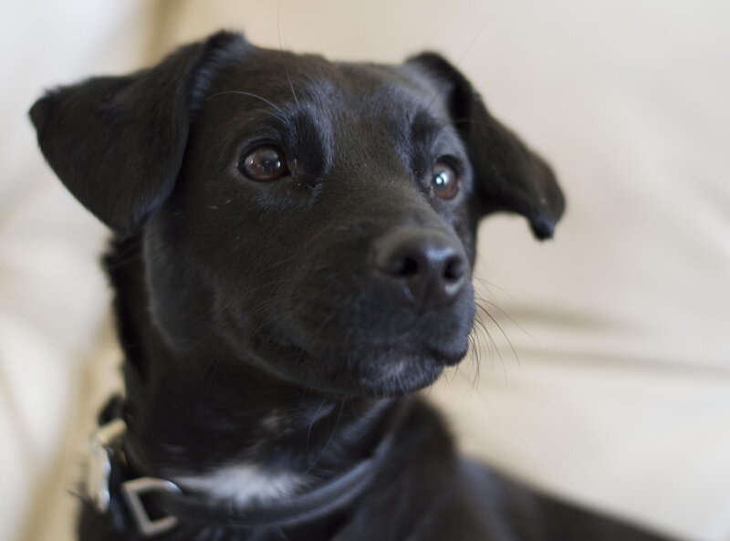 Black Puppy with Collar