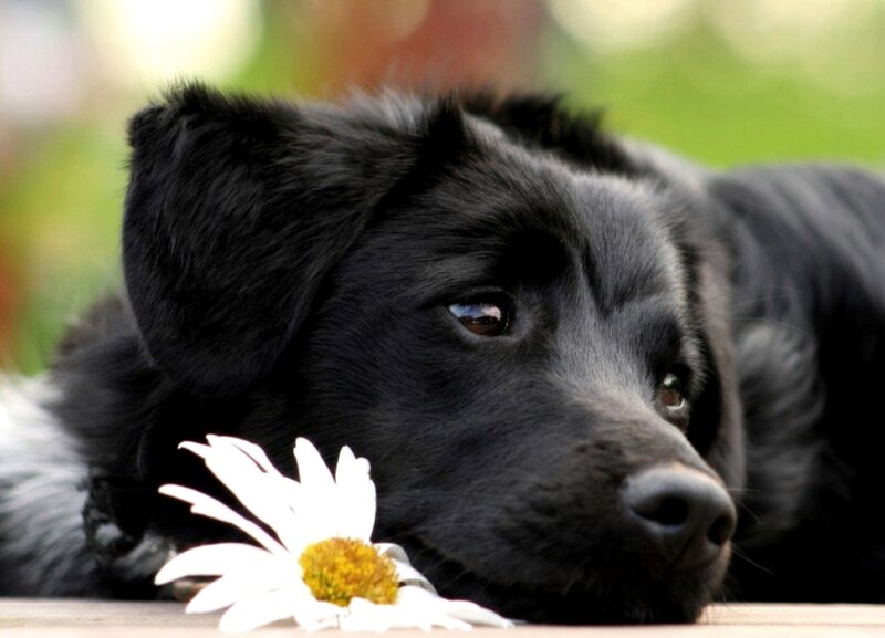 Black Puppy with Daisy