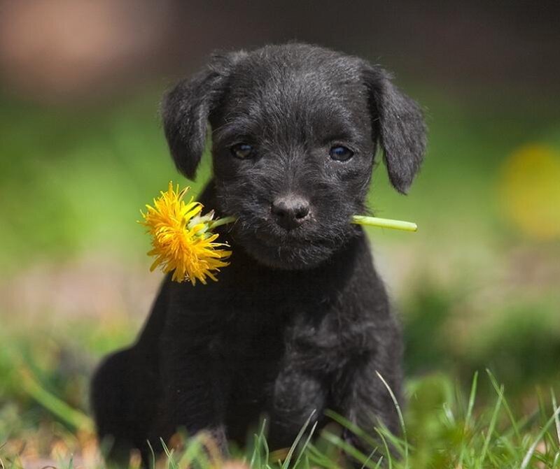 Black Puppy with Dandelion — Calm