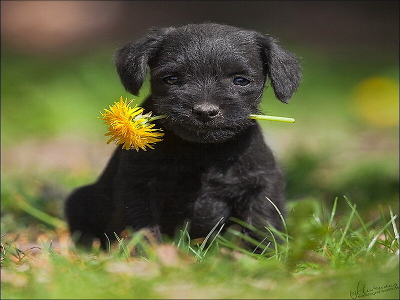 Black Puppy with Dandelion