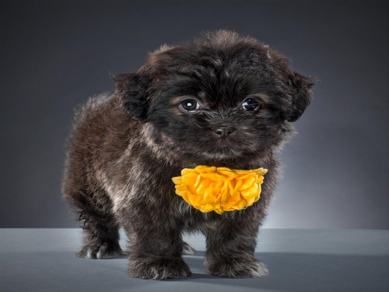 Black Puppy with Flower