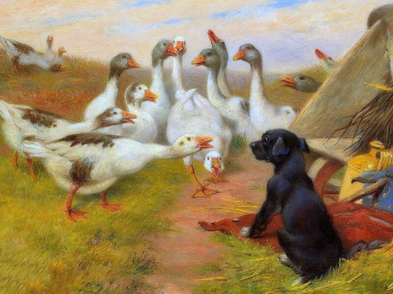 Black Puppy with Geese
