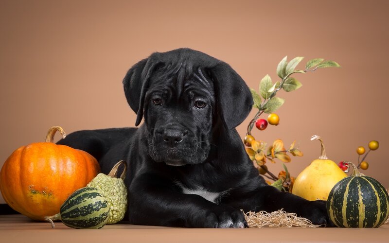 Black Puppy with Gourds