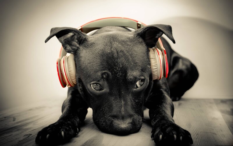 Black Puppy with Headphones — Calm, Photograph, Wooden Floor, White