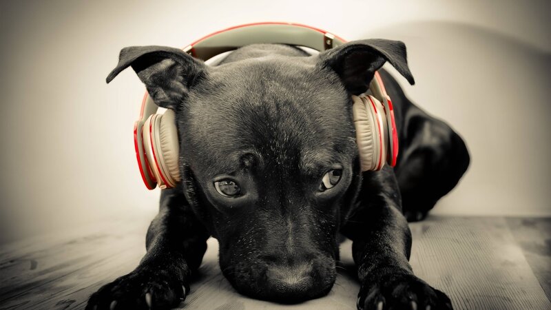 Black Puppy with Headphones — Calm
