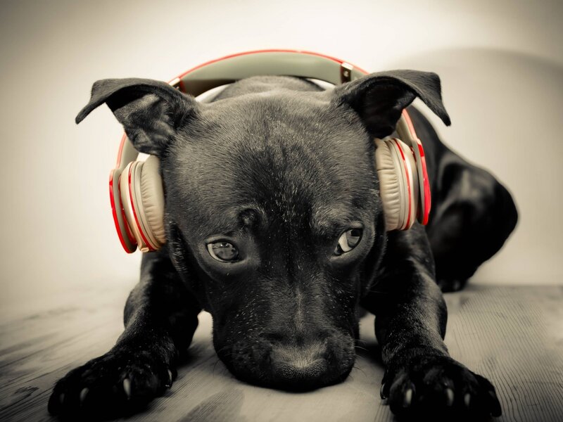 Black Puppy with Headphones