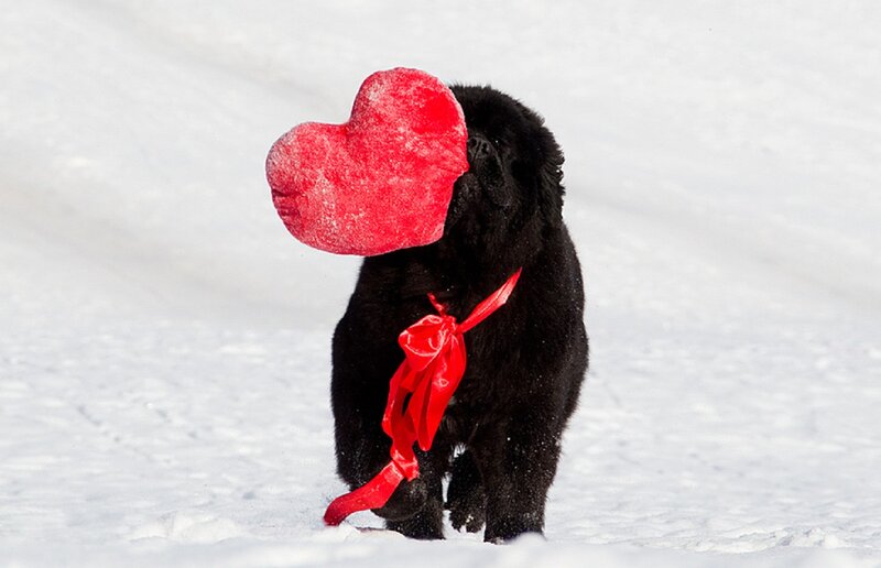 Black Puppy with Heart