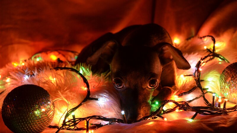Black Puppy with Lights — Red