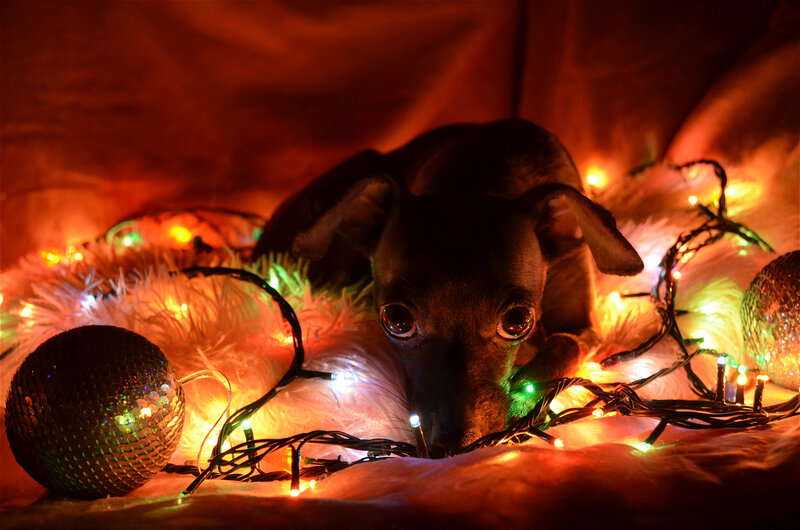 Black Puppy with Lights