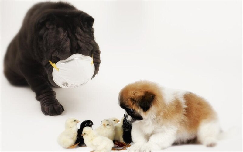 Black Puppy with Mask
