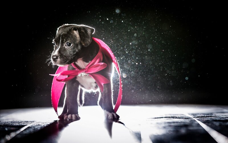 Black Puppy with Pink Bow