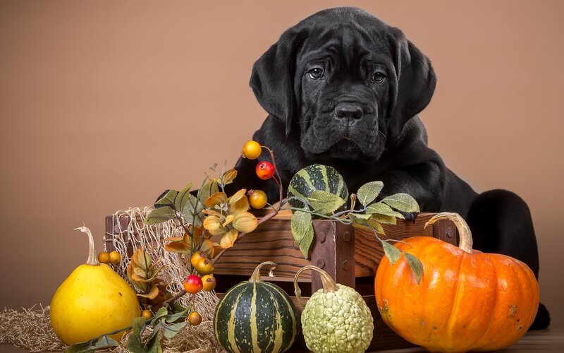Black Puppy with Pumpkins — Brown