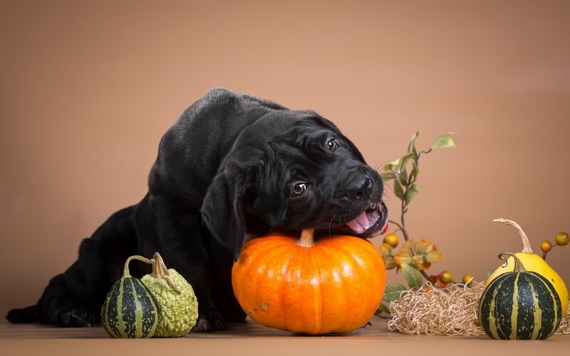 Black Puppy with Pumpkins