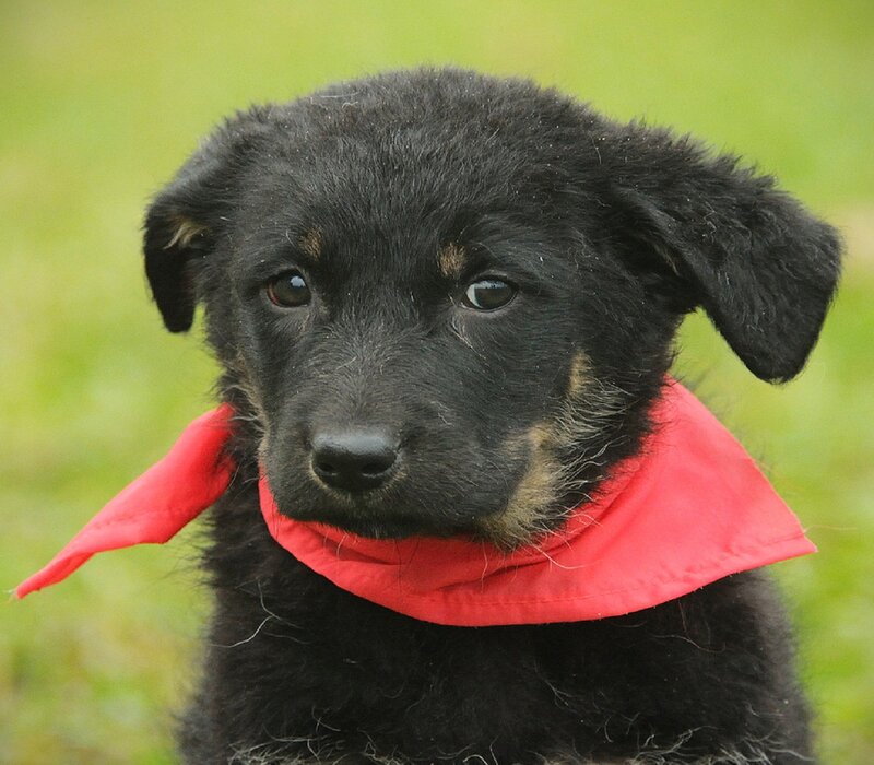 Black Puppy with Red Bandana