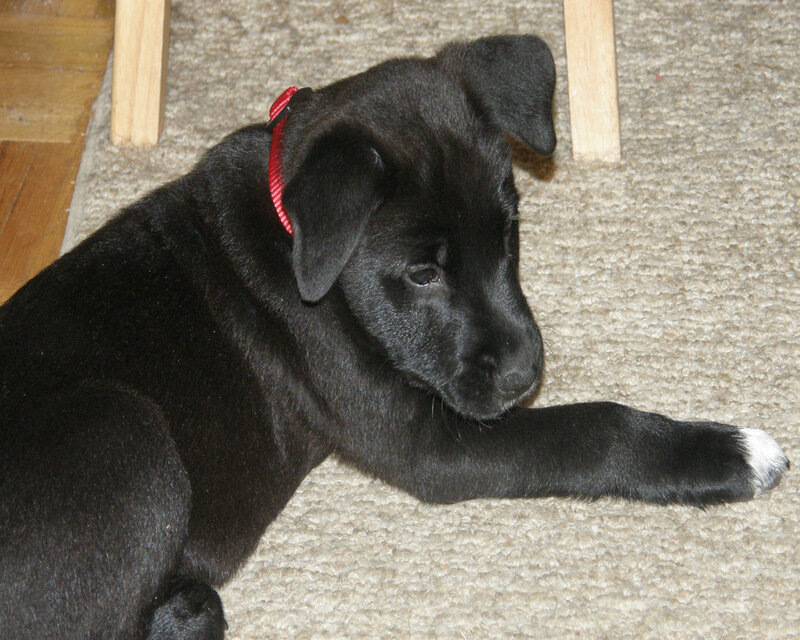 Black Puppy with Red Collar