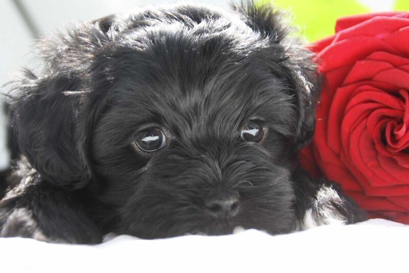 Black Puppy with Rose