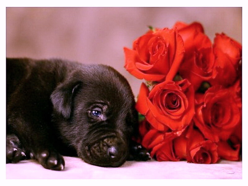 Black Puppy with Roses