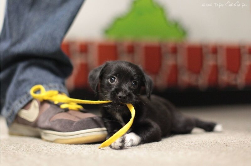 Black Puppy with Shoe