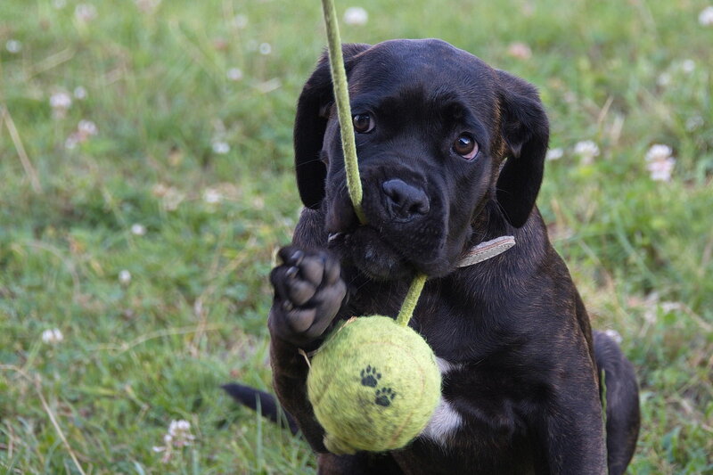 Black Puppy with Tennis Ball