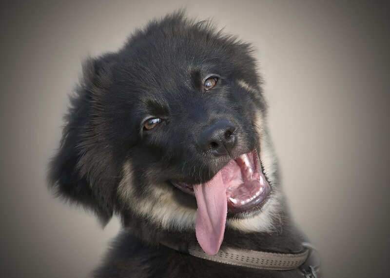 Black Puppy with Tongue Out