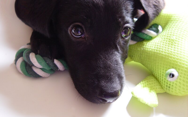 black puppy with toys