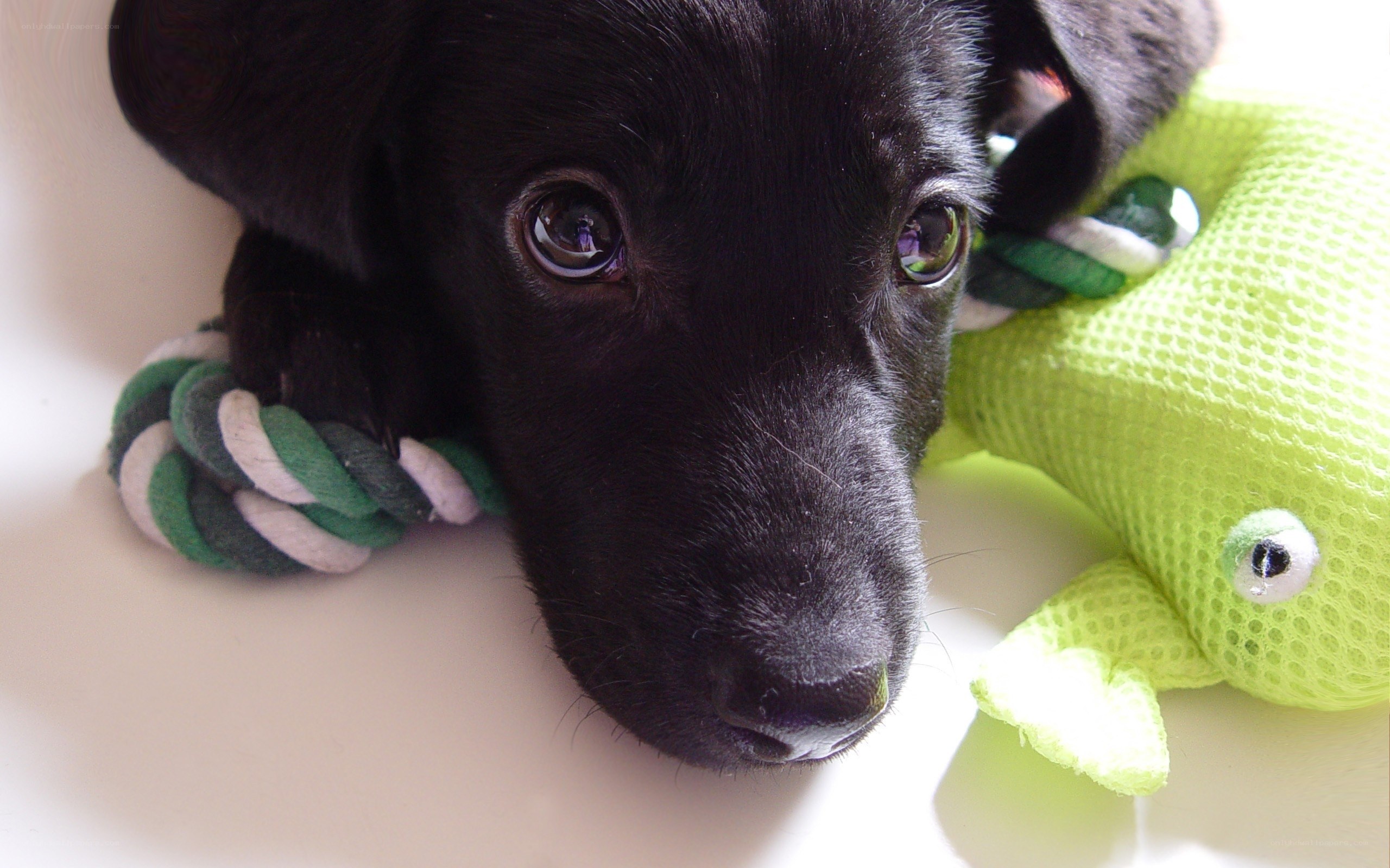 black puppy with toys