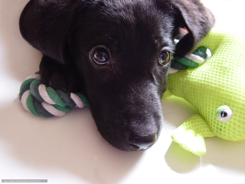 black puppy with toys