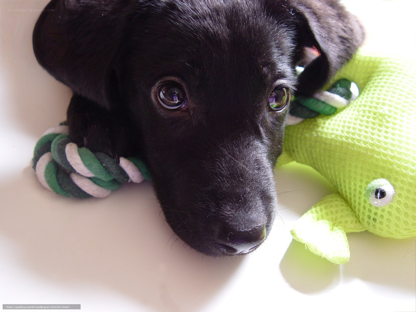 black puppy with toys