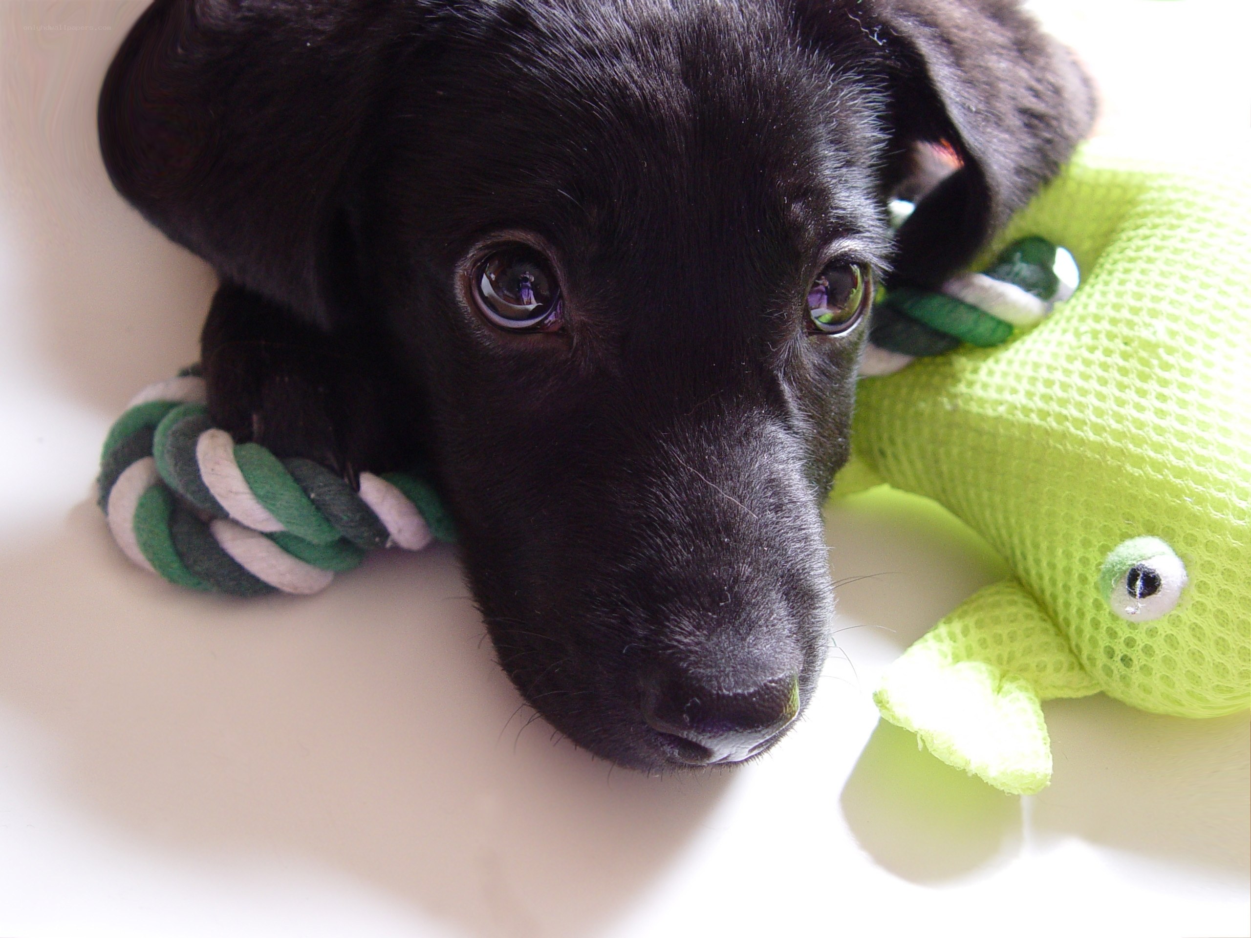 black puppy with toys