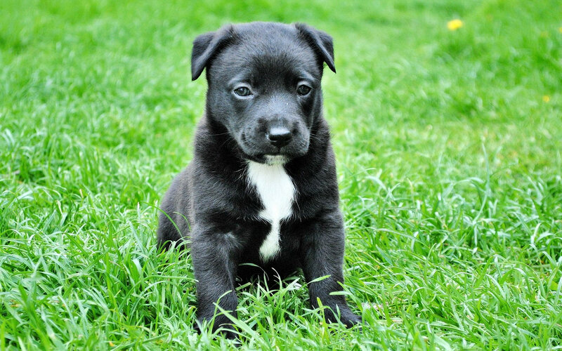 Black Puppy with White Chest — Green