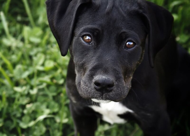 Black Puppy with White Chest