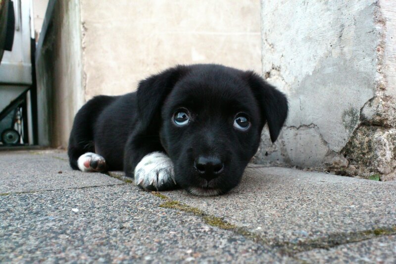 Black Puppy with White Paws — Calm
