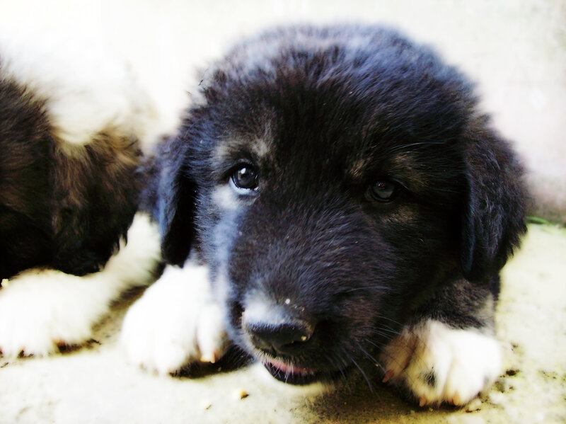 black puppy with white paws