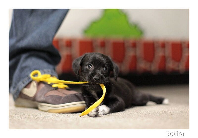 Black Puppy with Yellow Shoelace