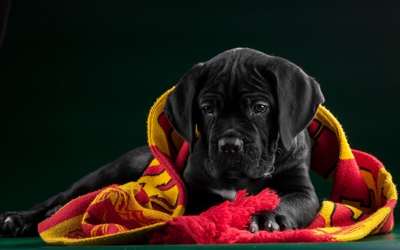 Black Puppy Wrapped in Scarf