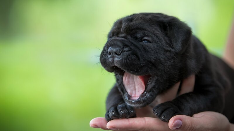Black Puppy Yawning — Calm