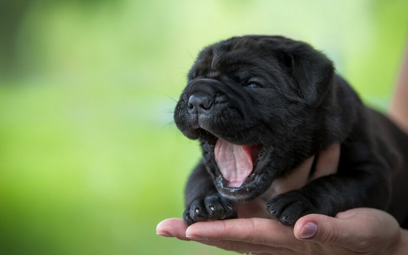 Black Puppy Yawning
