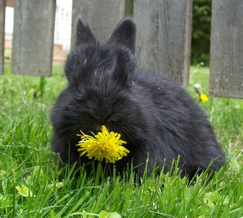 Black Rabbit Eating Dandelion